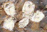 Paleocene Fossil Fruit (Hamamelidaceae) - North Dakota #262415-1